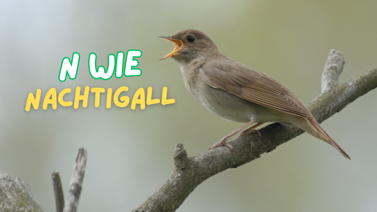 Nachtigall auf Ast