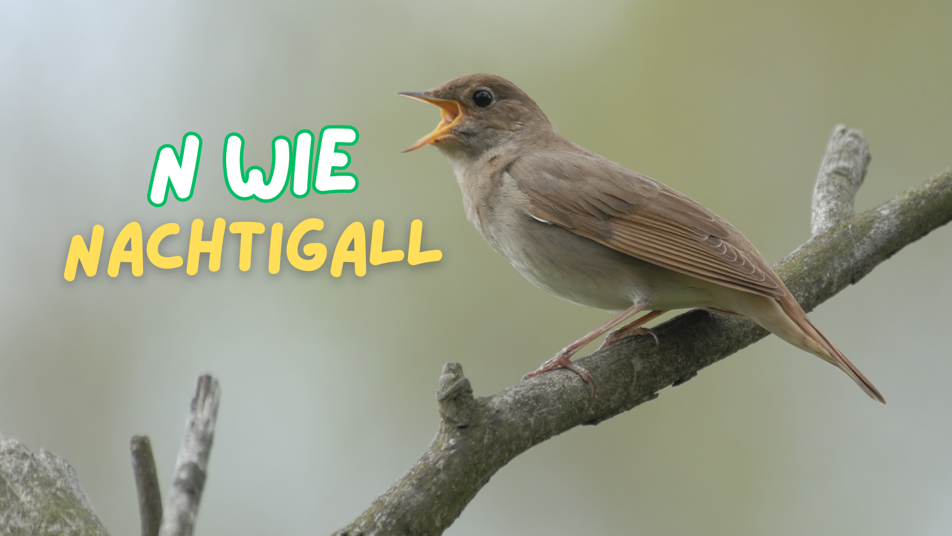 Nachtigall auf Ast