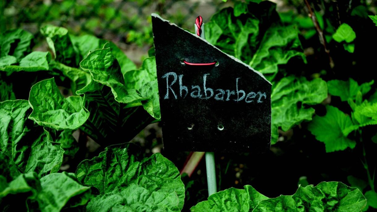 Rhabarber mit Namensschild