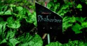Rhabarber mit Namensschild