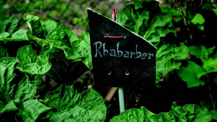 Rhabarber mit Namensschild