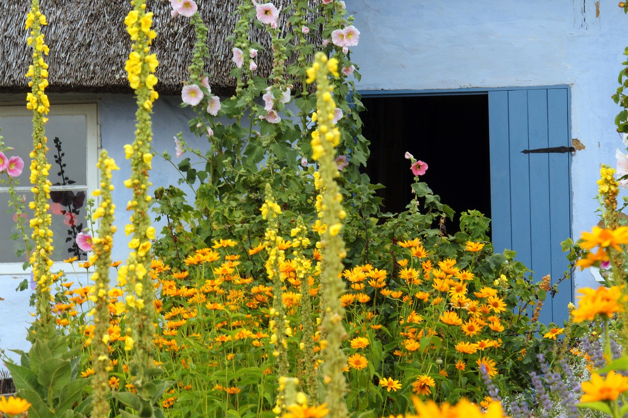 Königskerze, Stockrosen und andere stauden in einem Vorarten