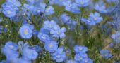 Blaue Lein-Blüten