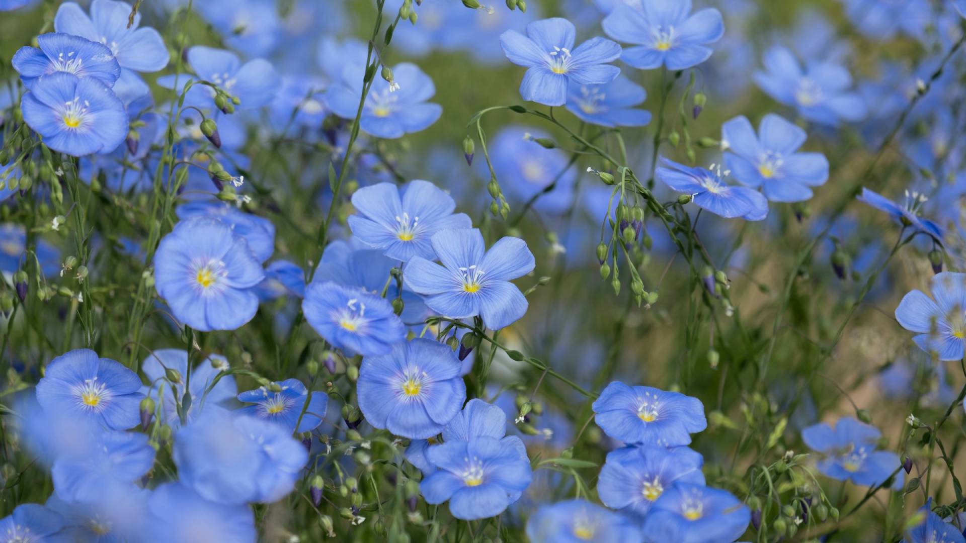 Blaue Lein-Blüten
