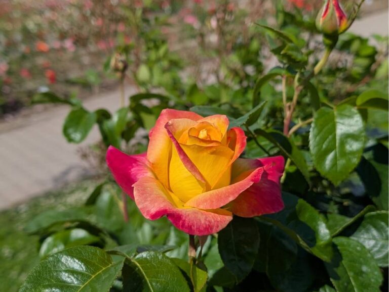 Rosen