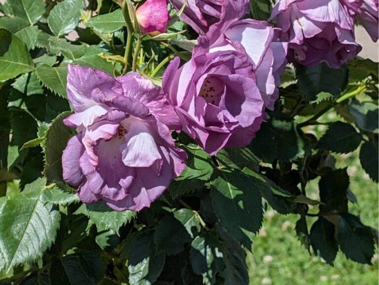 Rosen
