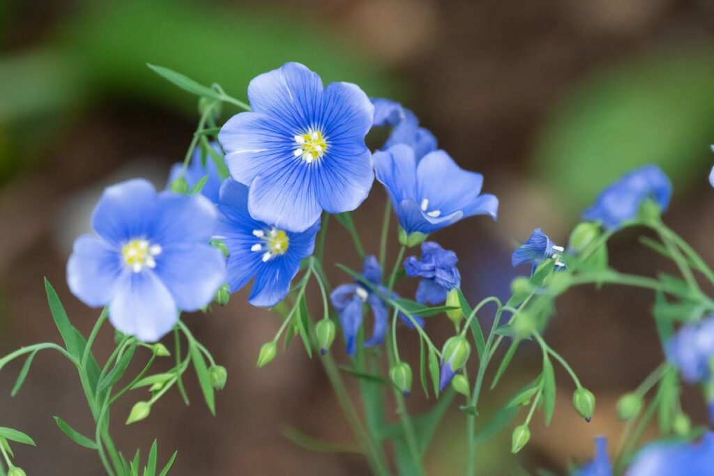 Blaue Blüten des Lein
