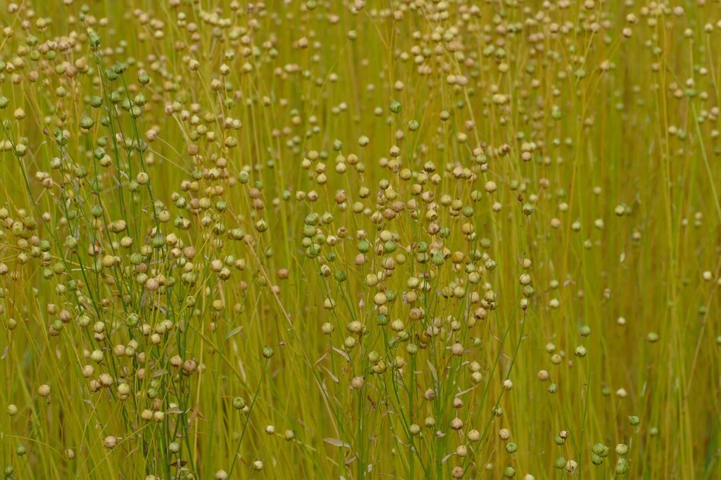 Samenkapseln des Leins im Feld