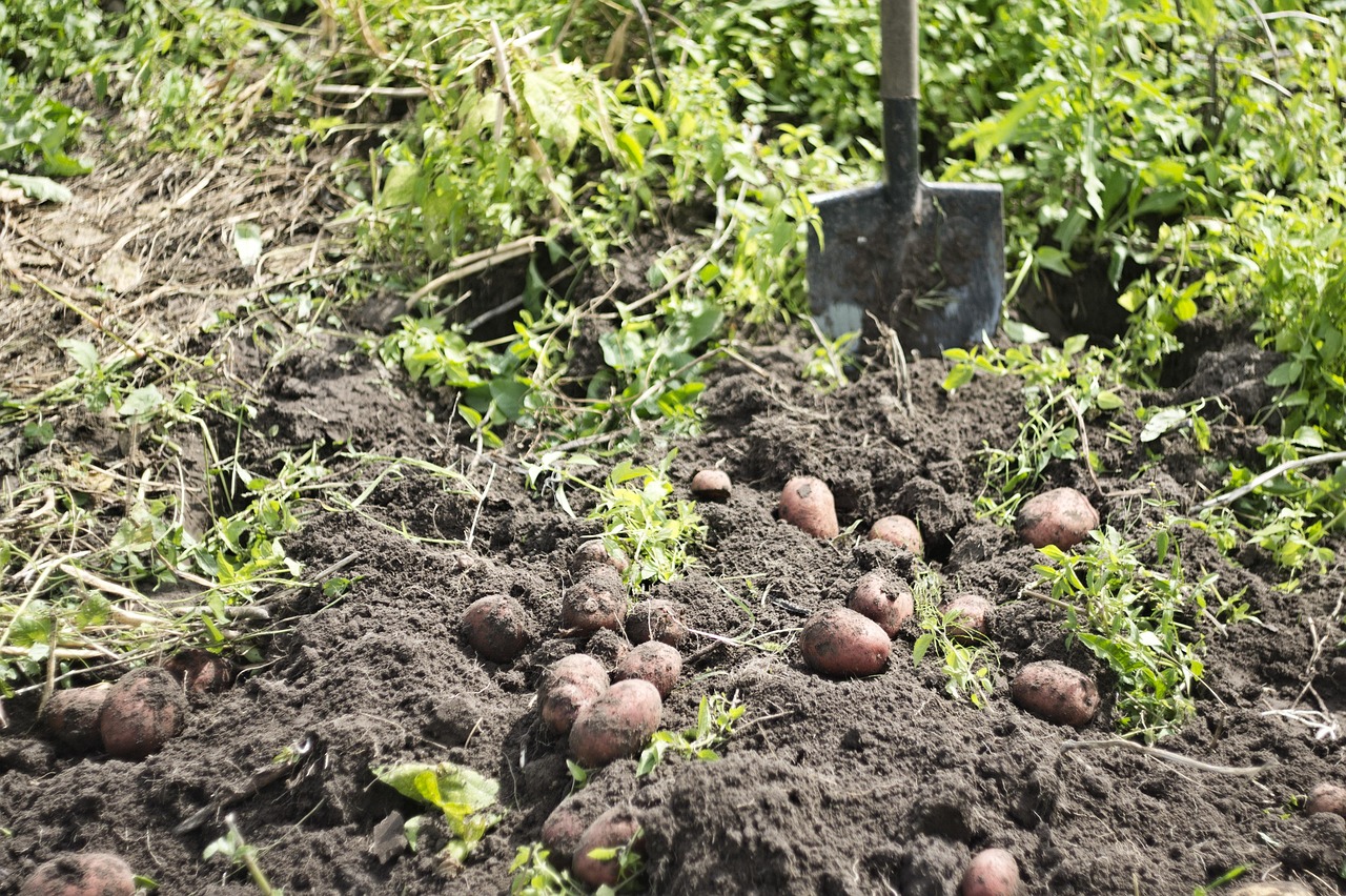 Ausgegrabene Kartoffeln im Beet