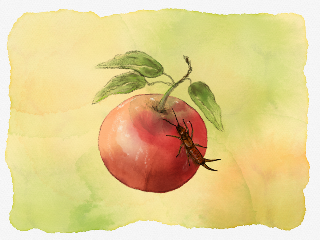 Zeichnung eines Ohrenkriechers auf einem Apfel