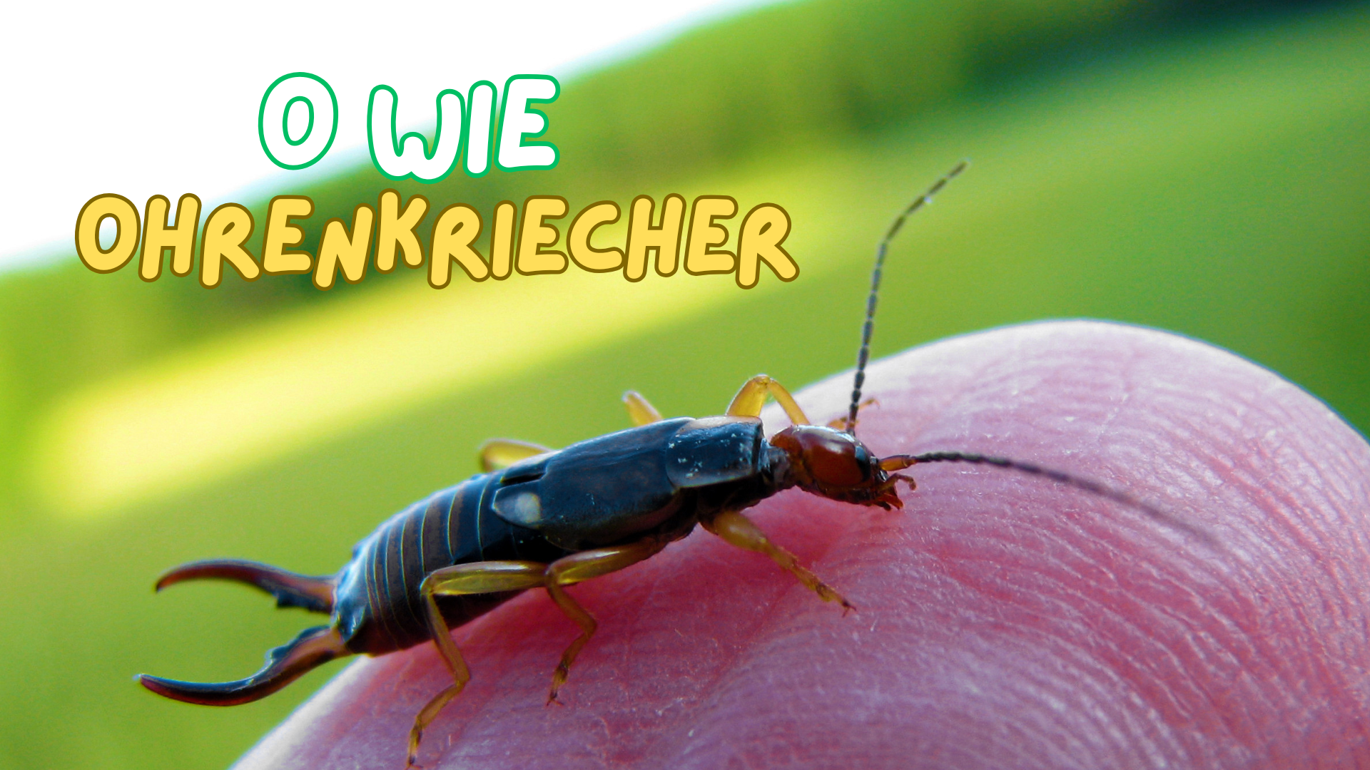 Ohrenkriecher Nahaufnahme