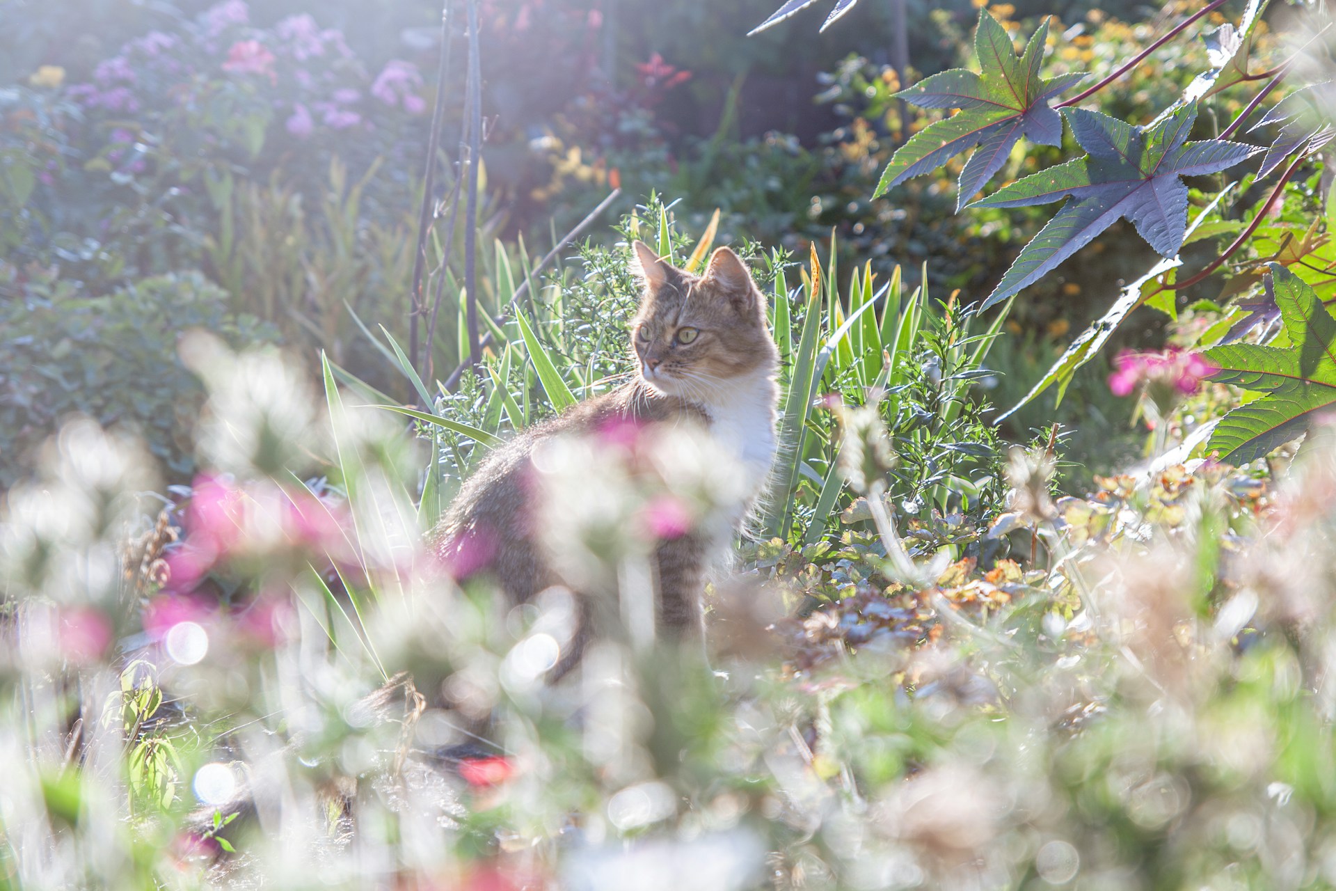 Katze im Spätsommer-Garten