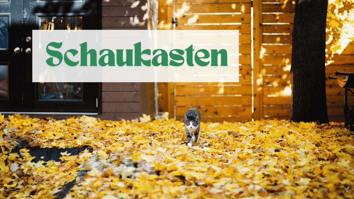 Katze im Herbstlaub