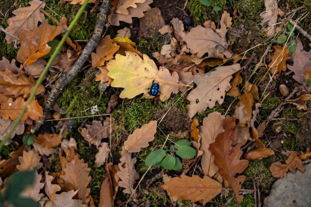 Käfer im Laub
