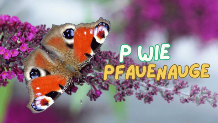 Pfauenauge