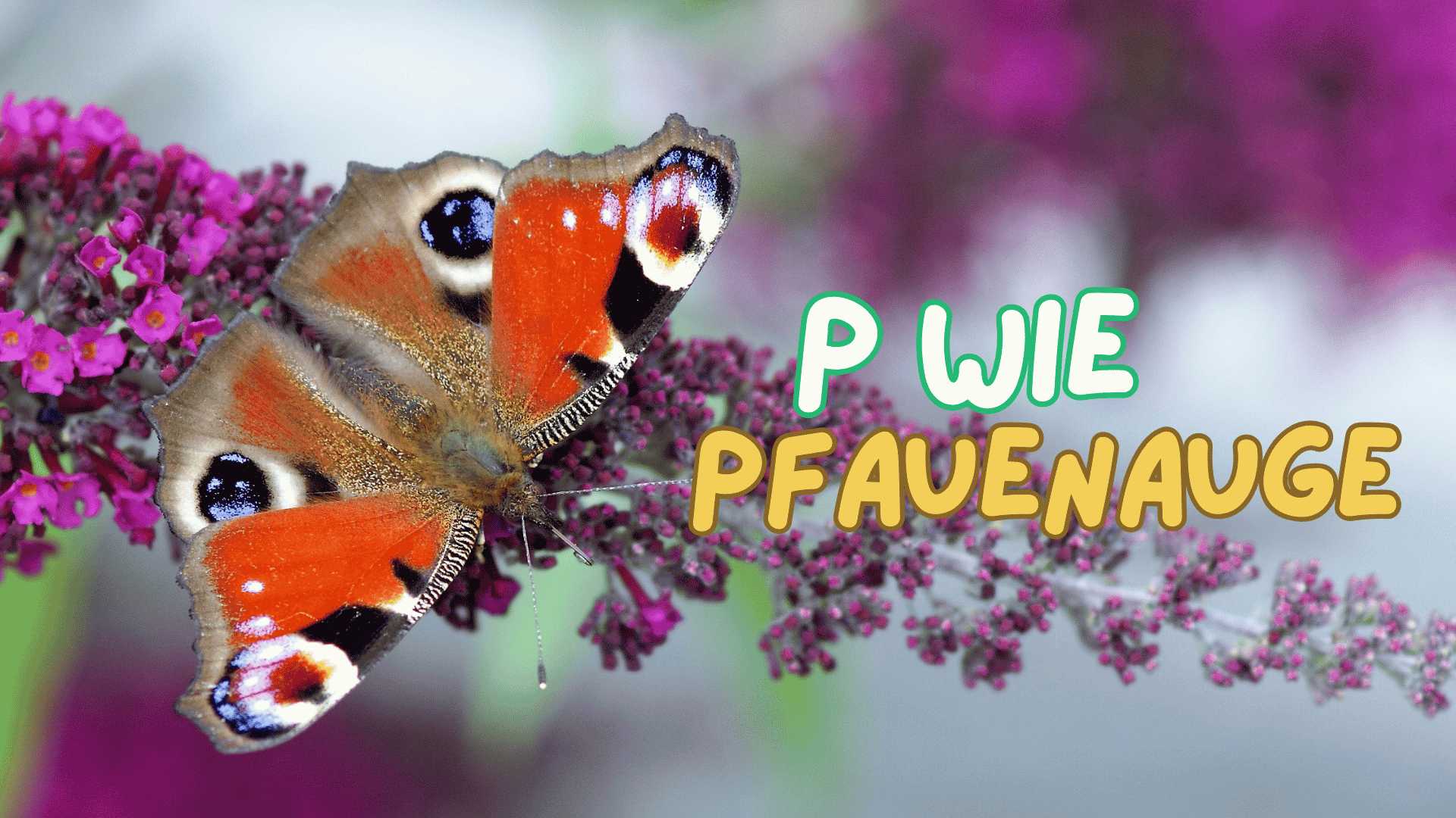 Pfauenauge