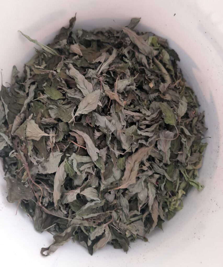 Getrocknete Minze