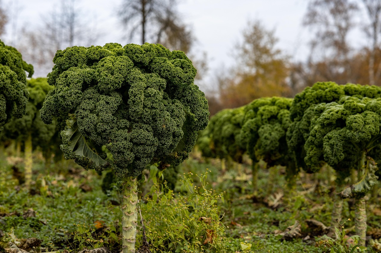 Grünkohl im Garten