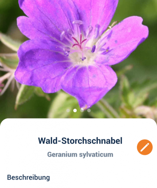 Flora Incognita GartenDiv