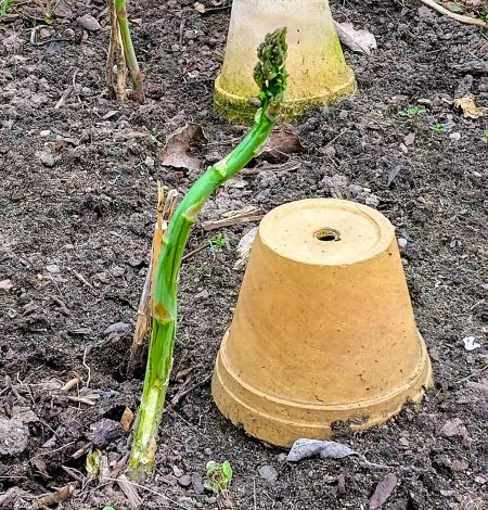 Karo-Tina Grüner Spargel