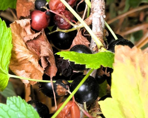 Gartentipp Ökotipp Schaukasten Sonnenbrand