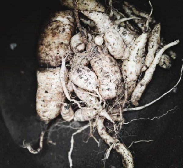 Speicherknollen der Mexikanischen Minigurke