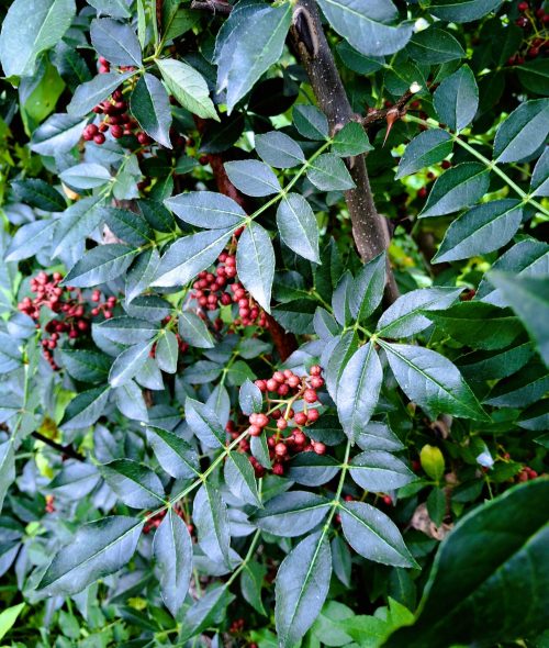 Szechuan Pfefferkörner am Strauch
