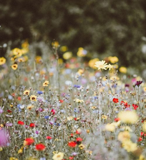 Wildblumenwiese