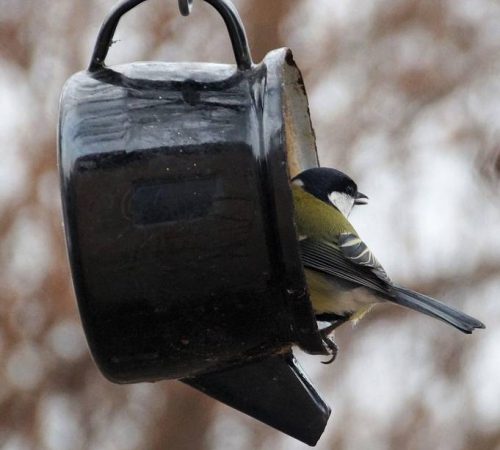 Meise in einer alten Kanne, die zum Futterspender umfunktioniert wurde