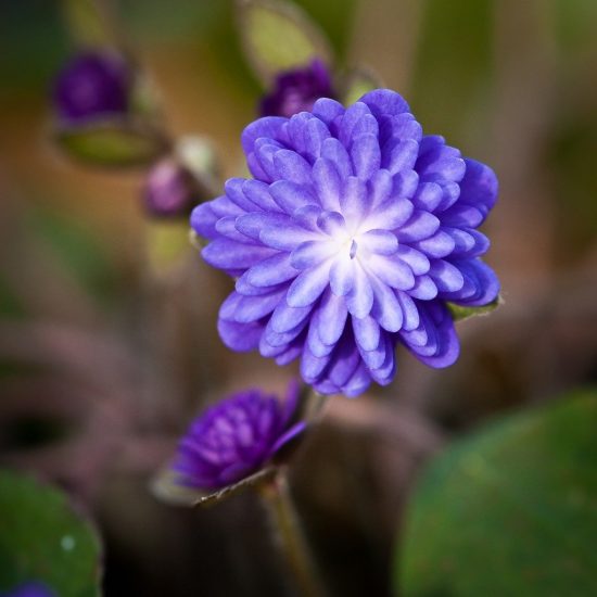 Gefülltes Leberblümchen