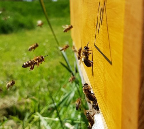 Biene Honig honey-4193137_1280 Vielfalterei Biene Honig Glas