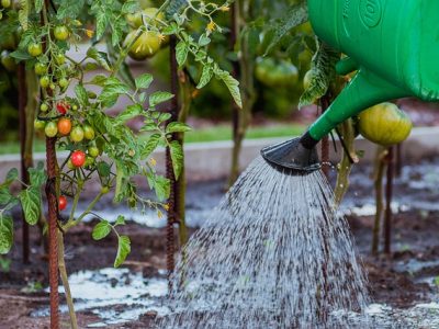 Tomaten mit grüner Gießkanne gießen