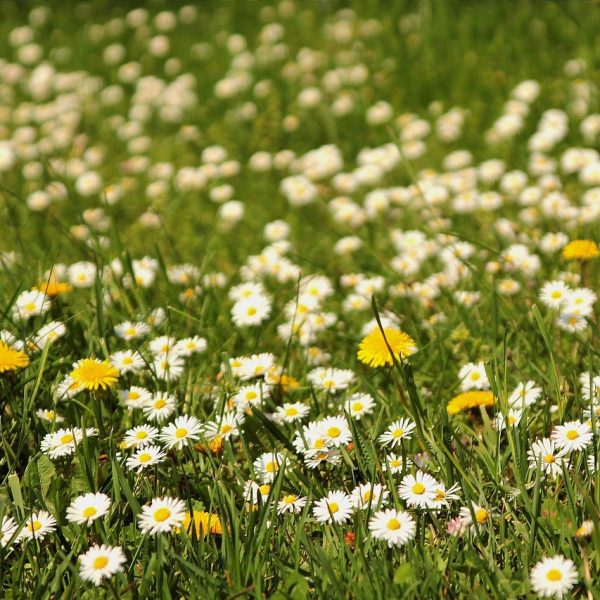 Blumen Wiese Löwenzahnmeadow-722795_1280 Mähfreier Mai Vielfalterei