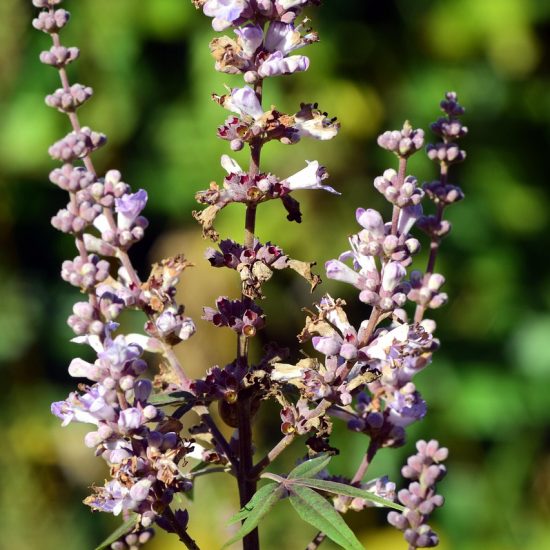 Mönchspfeffer Blüte