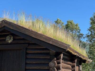 Gräser und Gras auf einem Hausdach