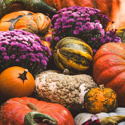 Kürbis pumpkin-8349988_1280 Verschiendene Kürbisse mir lila Blumen