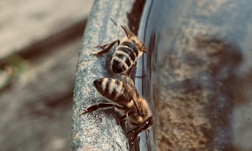 Bienen an einer Wasserquelle