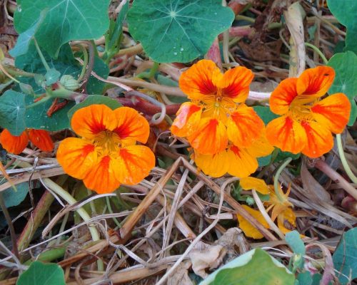 Kapuzinerkresse in Stroh-Mulch